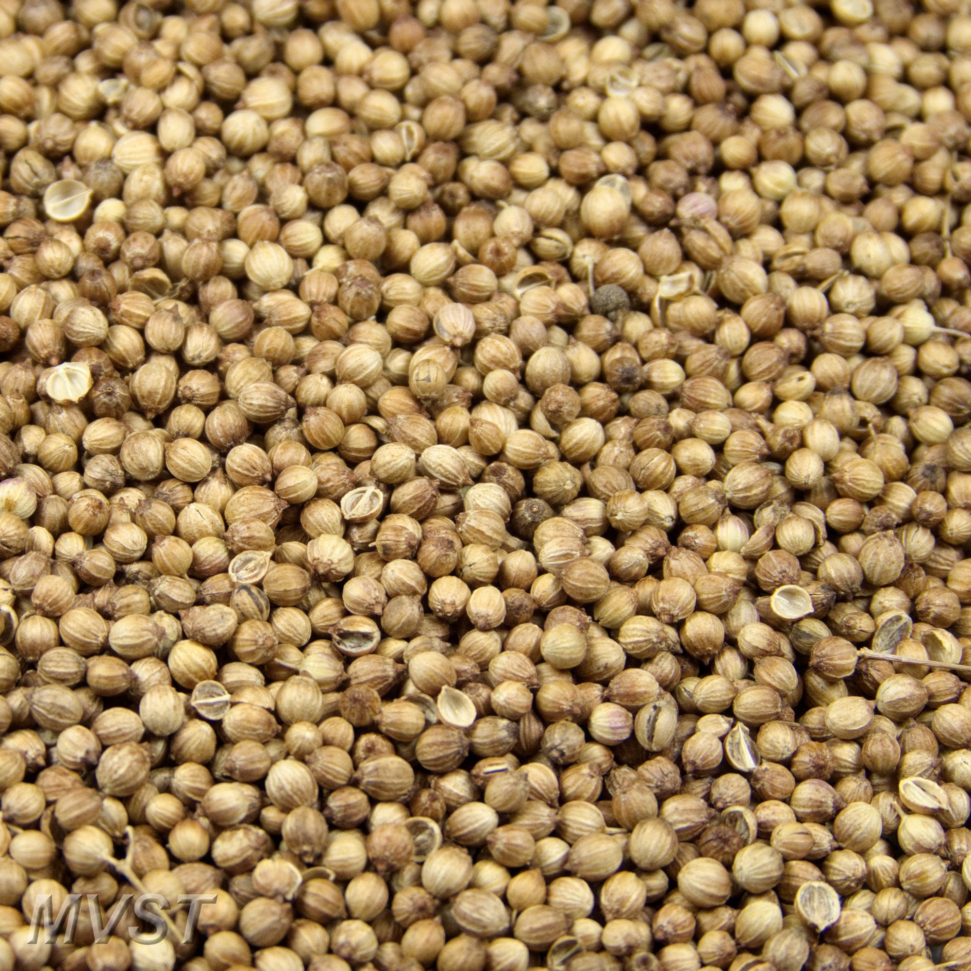 Koriander ganz 1000 g Koriander ganz 1000 g